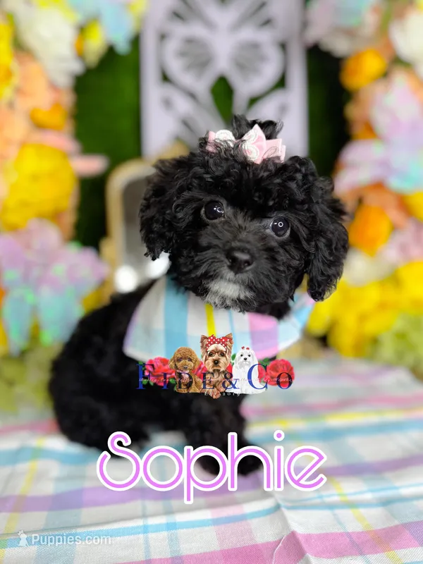 Sophie – Poodle - Toy  puppy for sale in Goldsboro, NC