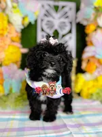 Sophie, a female Poodle - Toy  for sale in Goldsboro, NC – Photo 3 of 4