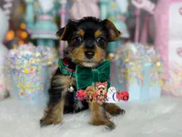 Pawbert, a male Yorkshire Terrier for sale in Goldsboro, NC – Photo 2 of 3