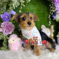 Pawbert, a male Yorkshire Terrier for sale in Goldsboro, NC – Photo 2 of 3
