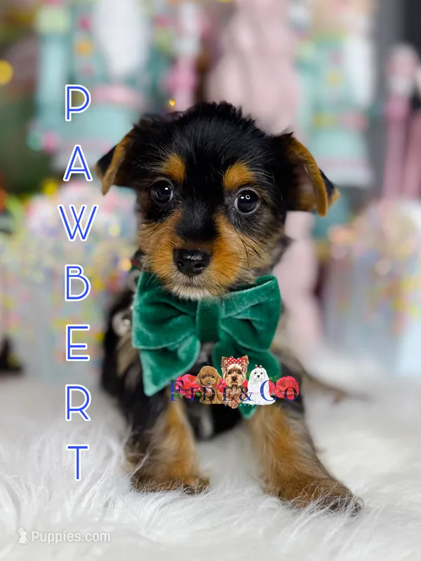 Pawbert