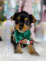 Pawbert, a male Yorkshire Terrier for sale in Goldsboro, NC – Photo 1 of 3