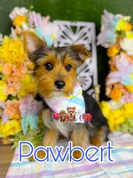 Pawbert, a male Yorkshire Terrier for sale in Goldsboro, NC – Photo 1 of 3