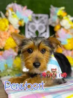 Pawbert, a male Yorkshire Terrier for sale in Goldsboro, NC – Photo 2 of 3
