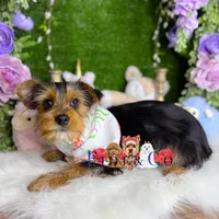 Pawbert, a male Yorkshire Terrier for sale in Goldsboro, NC – Photo 1 of 3