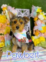 Pawbert, a male Yorkshire Terrier for sale in Goldsboro, NC – Photo 3 of 3