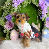 Pawbert, a male Yorkshire Terrier for sale in Goldsboro, NC – Photo 3 of 3
