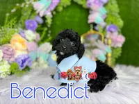 Benedict, a male Poodle - Toy  for sale in Goldsboro, NC – Photo 1 of 3