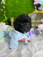 Benedict, a male Poodle - Toy  for sale in Goldsboro, NC – Photo 3 of 3