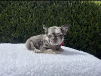 Rockruff✨🔥❤️, a male French Bulldog for sale in Denver, CO – 5 of 7