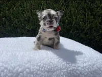 Rockruff✨🔥❤️, a male French Bulldog for sale in Denver, CO – 4 of 7