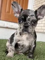 Eevee, a female French Bulldog for sale in Denver, CO – 3 of 7