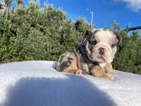 Tommy (blue Tri merle )  🦊🐝, a male English Bulldog for sale in Denver, CO – 4 of 10