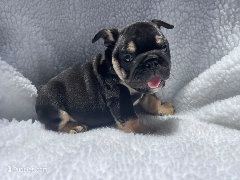 Rex 🦖🌄🍭💥 – English Bulldog puppy for sale in Denver, CO