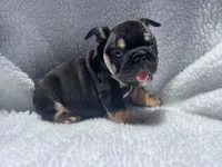 Rex 🦖🌄🍭💥, a male English Bulldog for sale in Denver, CO – 1 of 10