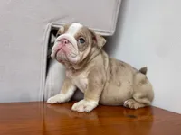 Ada 🦋💘💕🍭, a female English Bulldog for sale in Denver, CO – 7 of 8