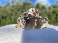 Tommy (blue Tri merle )  🦊🐝, a male English Bulldog for sale in Denver, CO – 10 of 10