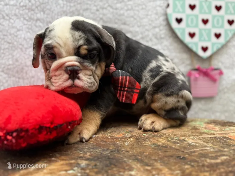 Maverick 🛩️🦅