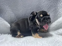 Rex 🦖🌄🍭💥, a male English Bulldog for sale in Denver, CO – 7 of 10