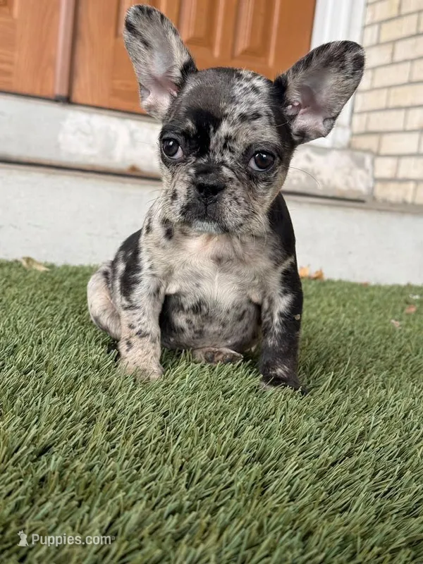 Eevee – French Bulldog puppy for sale in Denver, CO