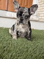 Eevee, a female French Bulldog for sale in Denver, CO – 1 of 7