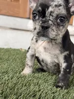 Eevee, a female French Bulldog for sale in Denver, CO – 7 of 7