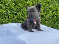 Teddy 🐻❤️💙💜, a male French Bulldog for sale in Denver, CO – 10 of 10