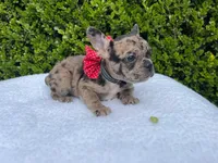 Fiona ❤️🐝🐥, a female French Bulldog for sale in Denver, CO – 5 of 8