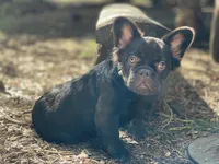 snickers Fluffy, a male French Bulldog for sale in Denver, CO – Photo 8 of 9