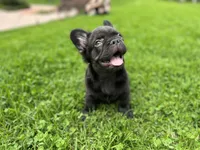 snickers Fluffy, a male French Bulldog for sale in Denver, CO – Photo 4 of 9