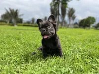 snickers Fluffy, a male French Bulldog for sale in Denver, CO – Photo 2 of 9