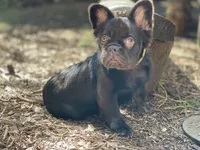 snickers Fluffy, a male French Bulldog for sale in Denver, CO – Photo 9 of 9