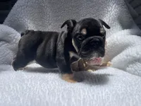Rex 🦖🌄🍭💥, a male English Bulldog for sale in Denver, CO – 9 of 10