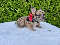 Fiona ❤️🐝🐥, a female French Bulldog for sale in Denver, CO – 6 of 8