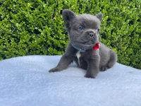 Teddy 🐻❤️💙💜, a male French Bulldog for sale in Denver, CO – 9 of 10