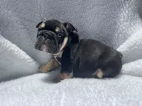 Rex 🦖🌄🍭💥, a male English Bulldog for sale in Denver, CO – 5 of 10