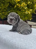 HULK 🔥, a male French Bulldog for sale in Denver, CO – Photo 8 of 8