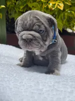 HULK 🔥, a male French Bulldog for sale in Denver, CO – Photo 7 of 8