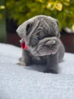 HULK 🔥, a male French Bulldog for sale in Denver, CO – Photo 6 of 8