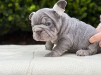 HULK 🔥, a male French Bulldog for sale in Denver, CO – Photo 2 of 8