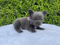 Teddy 🐻❤️💙💜, a male French Bulldog for sale in Denver, CO – 8 of 10