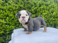 Honey(blue Tri)🎀❤️🧸, a female English Bulldog for sale in Denver, CO – Photo 3 of 9