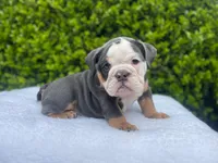 Honey(blue Tri)🎀❤️🧸, a female English Bulldog for sale in Denver, CO – Photo 8 of 9