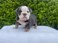 Honey(blue Tri)🎀❤️🧸, a female English Bulldog for sale in Denver, CO – Photo 5 of 9