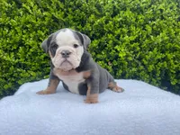 Honey(blue Tri)🎀❤️🧸, a female English Bulldog for sale in Denver, CO – Photo 7 of 9