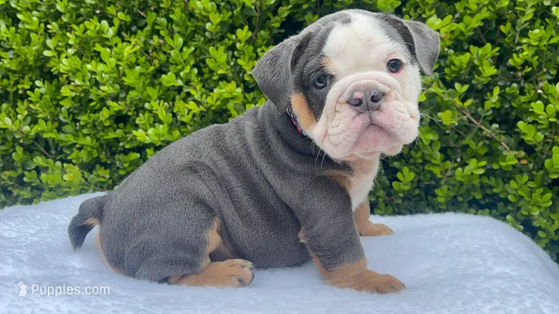 Honey(blue Tri)🎀❤️🧸 – English Bulldog puppy for sale in Denver, CO