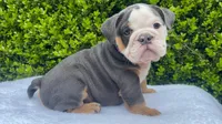 Honey(blue Tri)🎀❤️🧸, a female English Bulldog for sale in Denver, CO – Photo 1 of 9