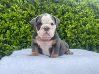 Honey(blue Tri)🎀❤️🧸, a female English Bulldog for sale in Denver, CO – Photo 2 of 9