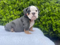 Honey(blue Tri)🎀❤️🧸, a female English Bulldog for sale in Denver, CO – Photo 4 of 9