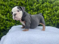 Honey(blue Tri)🎀❤️🧸, a female English Bulldog for sale in Denver, CO – Photo 6 of 9